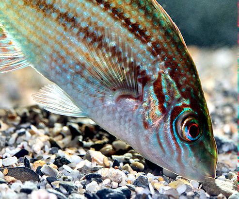 Symphodus melops_0004